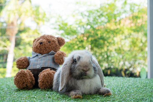 Holland lop rabbits bunny sitting beside brown teddy bear on the green grass over bokeh nature background. Adorable rabbit white grey bunny playful bear together relax on green grass. Easter animal.