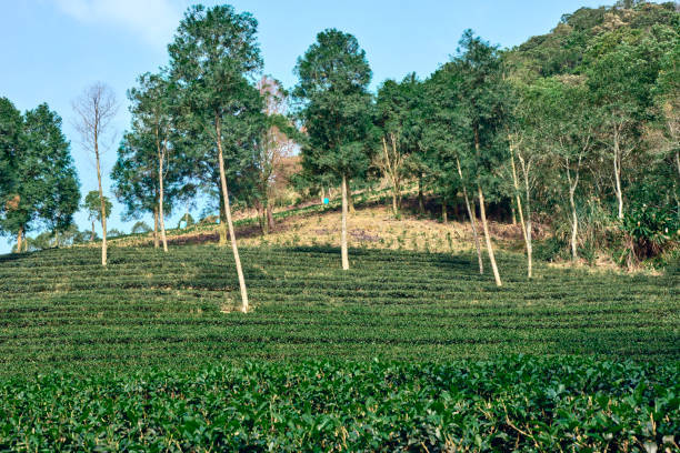 Fresh tea leaves in a tea garden.