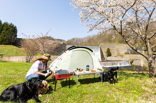 A Japanese woman camping on a grass field in North Japan under Cherry Blossoms with pet dogs.
