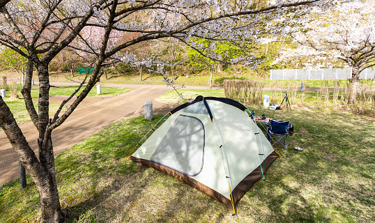 A high angle view of a tent pitched at camp under a Cherry Blossom tree.