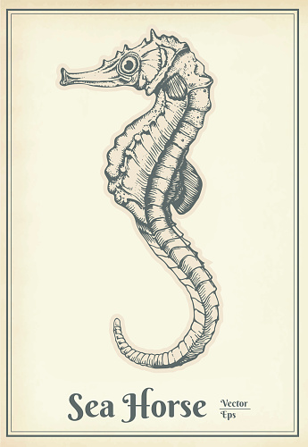 Hand drawn seahorse. Sea horse animal sketch engraving vector illustration.