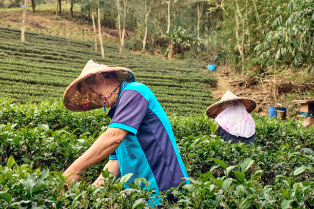 istock Married couple  working up tea leaves in a tea garden. 1485349342