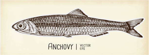 Anchovy fish hand drawn realistic illustration. Anchovy hand drawing engraving illustration. Marine food fish, whole fresh saltwater fish, seafood Anchovy fish hand drawn realistic illustration. Anchovy hand drawing engraving illustration. Marine food fish, whole fresh saltwater fish, seafood anchovy stock illustrations