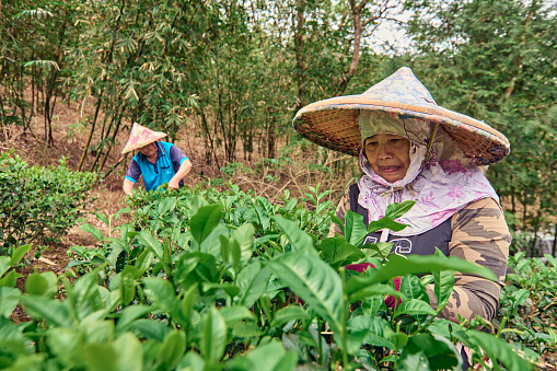 Married couple  working up tea leaves in a tea garden.
