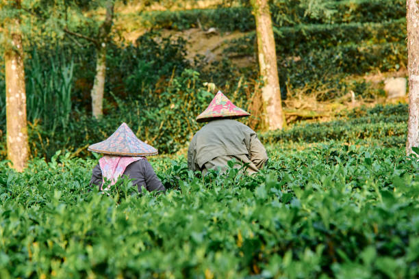 istock Fresh tea leaves in a tea garden. 1485350303