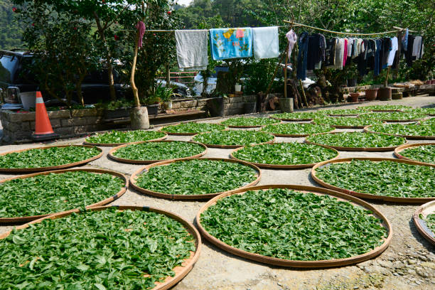 foglie di tè secche del contadino asiatico con luce solare vicino alla casa. - tea pickers foto e immagini stock
