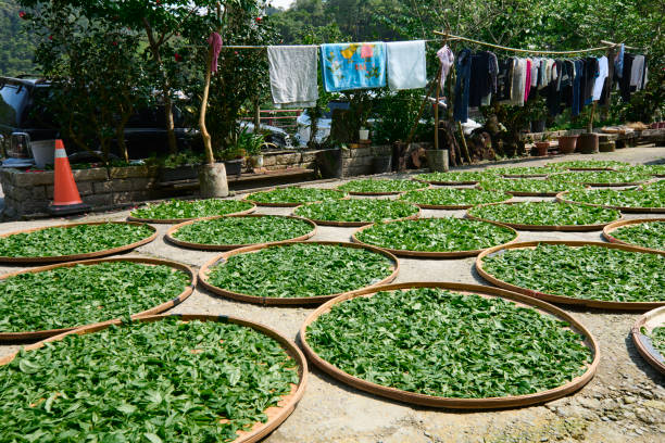 азиатский фермер сушит чайные листья при солнечном свете возле дома. - tea pickers стоковые фото и изображения