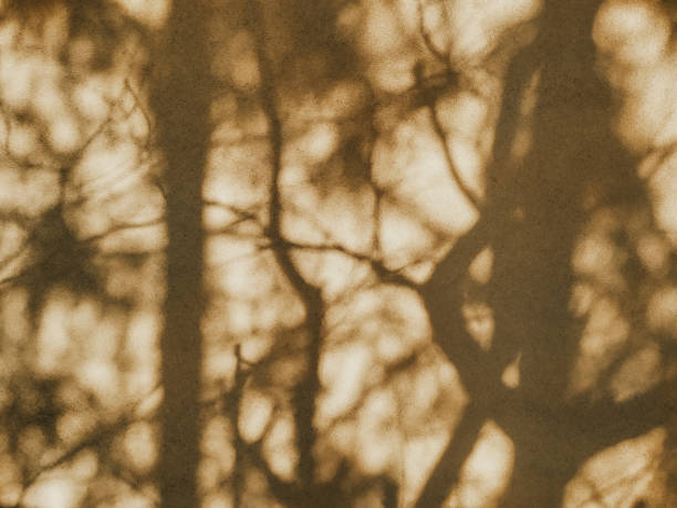 istock Dense tree shadows on the beige wall in a sunny day. Abstract blurry natural background. 1485350828
