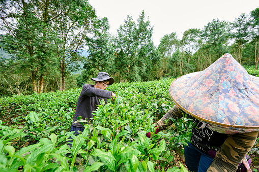 Mother and son  farmer working up tea leaves in a tea garden.