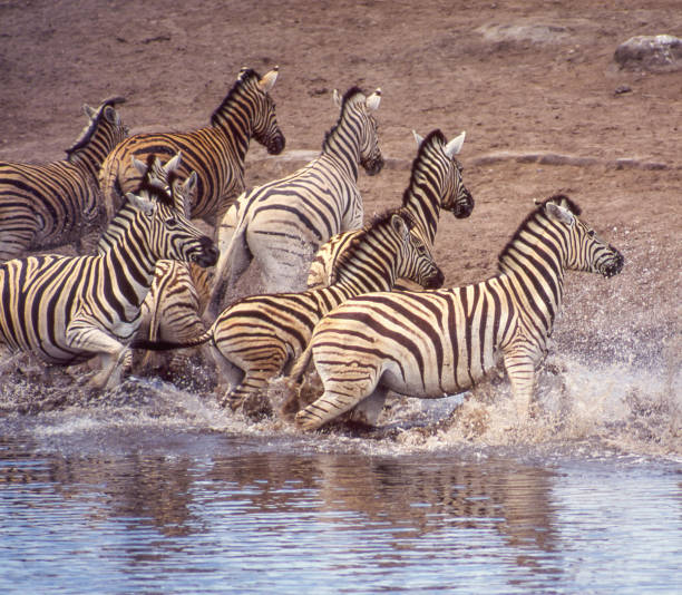 istock Zebra in Etosha National Park 1485351123
