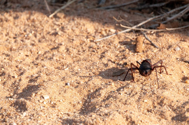 istock African armoured ground cricket 1485351290