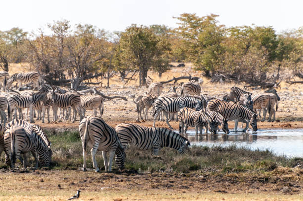 istock Zebras in Etosha 1485351519