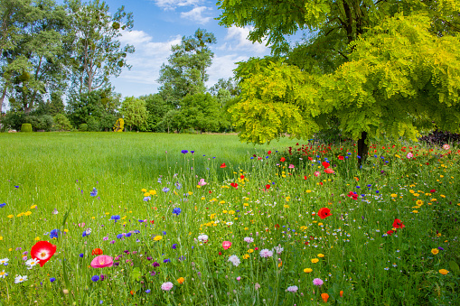 spring landscape with flowering flowers on meadow. white chamomile and purple bluebells blossom on field. summer view of blooming wild flowers in meadow