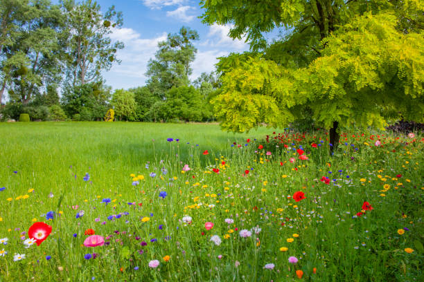 árvore caducifólia e prado florescente multicolorido à luz do sol - poppy field flower meadow - fotografias e filmes do acervo