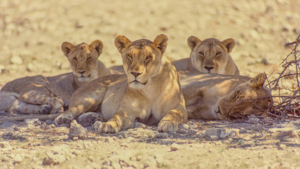 istock Lionesses in Etosha National Park. 1485353821