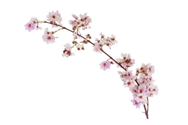 istock Pink flower on white bqckground 1485353941