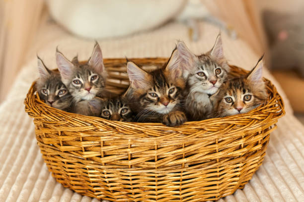 istock Maine Coon kittens 2 months old in their own basket 1485355708