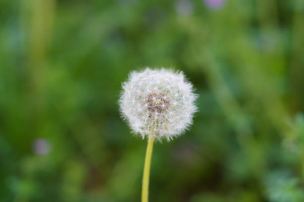 istock flowers and plants 1485355847