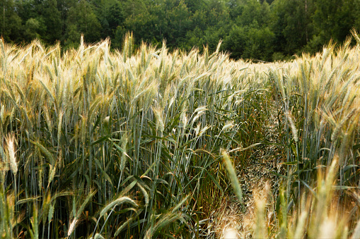 Full frame of tall reeds and grass.