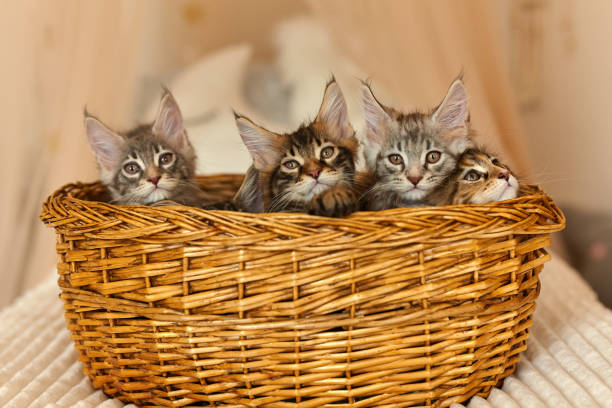istock Maine Coon kittens 2 months old in their own basket 1485356811