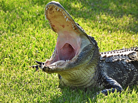 American Alligator with mouth wide open on grassy bank in Everglades National Park