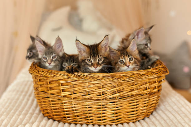 istock Maine Coon kittens 2 months old in their own basket 1485357530