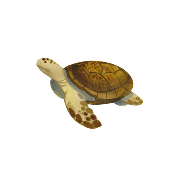 istock The sea turtle is isolated. Watercolor illustration of underwater animals. Floating turtle. Cartoon style. Collection Island. Suitable for design, children's clothes, packaging, postcards. 1485358033