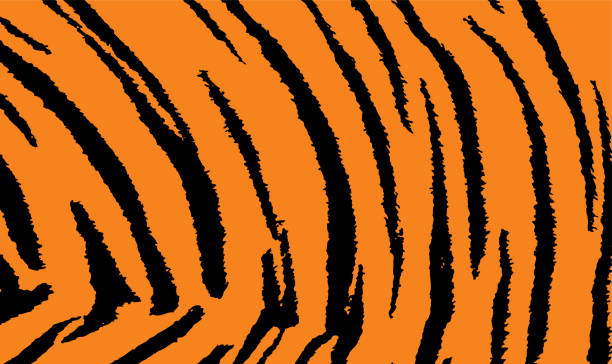 Pattern texture tiger orange and black stripes Pattern texture tiger orange stripe repeated seamless black jungle safari. Tiger stripe tiling pattern. Animal skin, tiger stripes, abstract pattern, line background, zebra print, fabric. Amazing hand drawn.Vector EPS10 tiger print stock illustrations