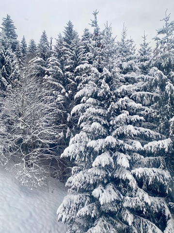 A group of spruce trees covered in snow in the alps of Austria.