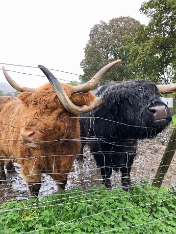 A couple of awesome Scottish Highland cows.