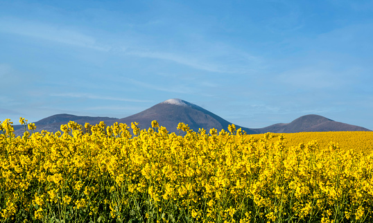 Mourne Mountains in Northern Ireland with oilseed rape flowers in the foreground and Mourne Mountains in the background. The scenery has blue sky.