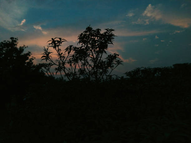 This is a beautiful nature picture is captured by an Android Phone name Realmi