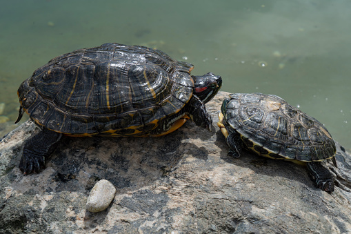 Two Galapagos Tortoises having a conversation as they relax