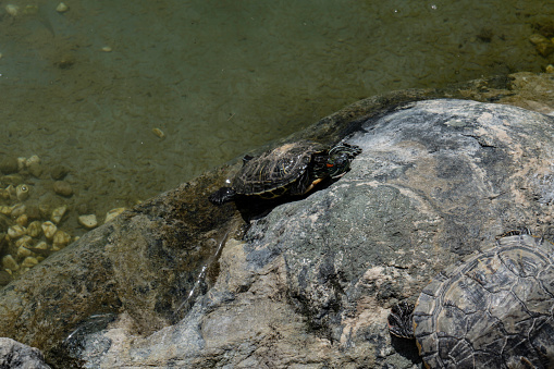 A funny water turtle sunbathing