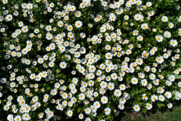 istock Background of white daisies in green grass 1485361820