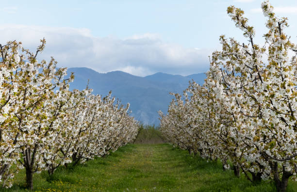 rows of trees in white flowers against the backdrop of a mountain range