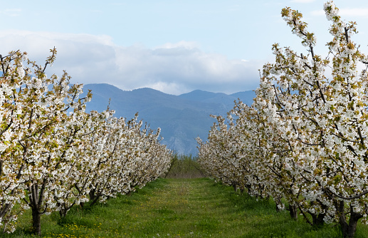 cherry and pear branch with white flowers and leaves on a blue sky background