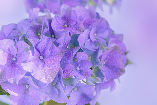 Beautiful Spring Nature background with blooming hydrangea flowers. Hortensia Flowers macro closeup for website or Web banner