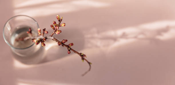 istock dry apple branch with buds in a vase 1485363410