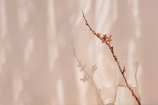 istock dry apple branch with buds in a vase 1485363423