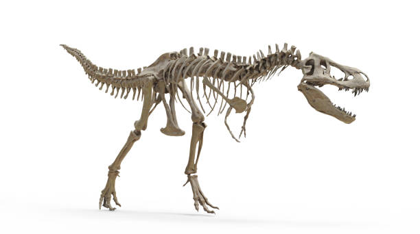 istock Tyrannosaurus Rex skeleton on isolated 1485363485