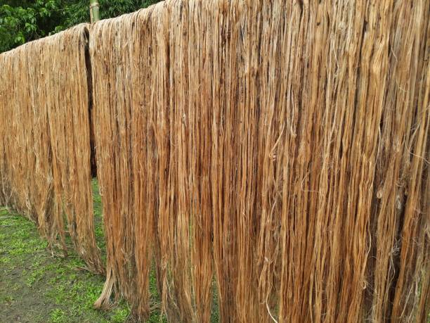 Raw jute fiber hanging under the sun for drying Raw jute fiber hanging under the sun for drying. Jute cultivation in Assam, India. Jute is known as the golden fiber. It is yellowish brown natural vegetable fiber bamboo twist stock pictures, royalty-free photos & images