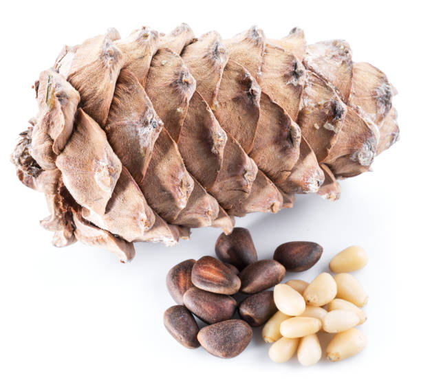 istock Pine nut cone and pine nuts on the white background. Organic food. 1485363653