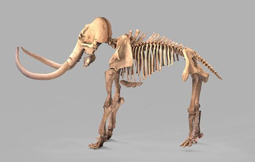 The skeleton of a mammoth in the dark. 3d rendering of mammoth elephant bones