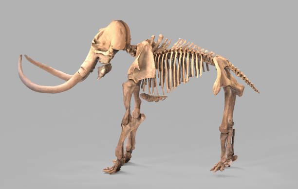 The skeleton of a mammoth in the dark. 3d rendering of mammoth elephant bones The skeleton of a mammoth in the dark. 3d rendering of mammoth elephant bones tusk stock pictures, royalty-free photos & images