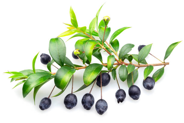 istock Myrtle branch with leaves and berries isolated on white background. 1485363881