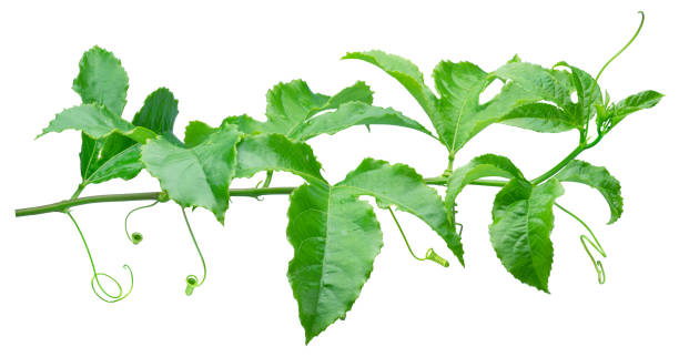 istock Passion fruit or maracuya twig on white background. Clipping path. 1485364009