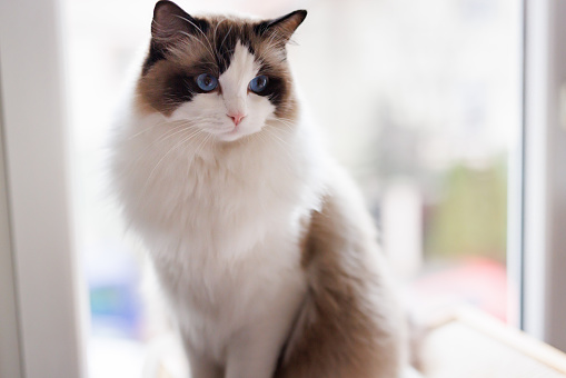 Impressive young Ragdoll cat boy, sitting up facing front with one paw playful in air. Looking towards camera with dark blue eyes. Isolated on a black background.