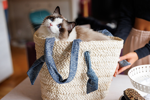 Beautiful ragdoll cat sitting in bag