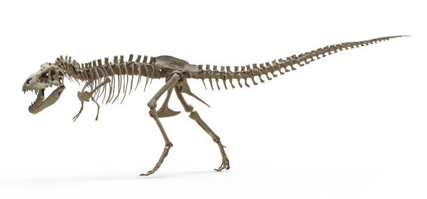 istock Tyrannosaurus Rex skeleton on isolated 1485364132